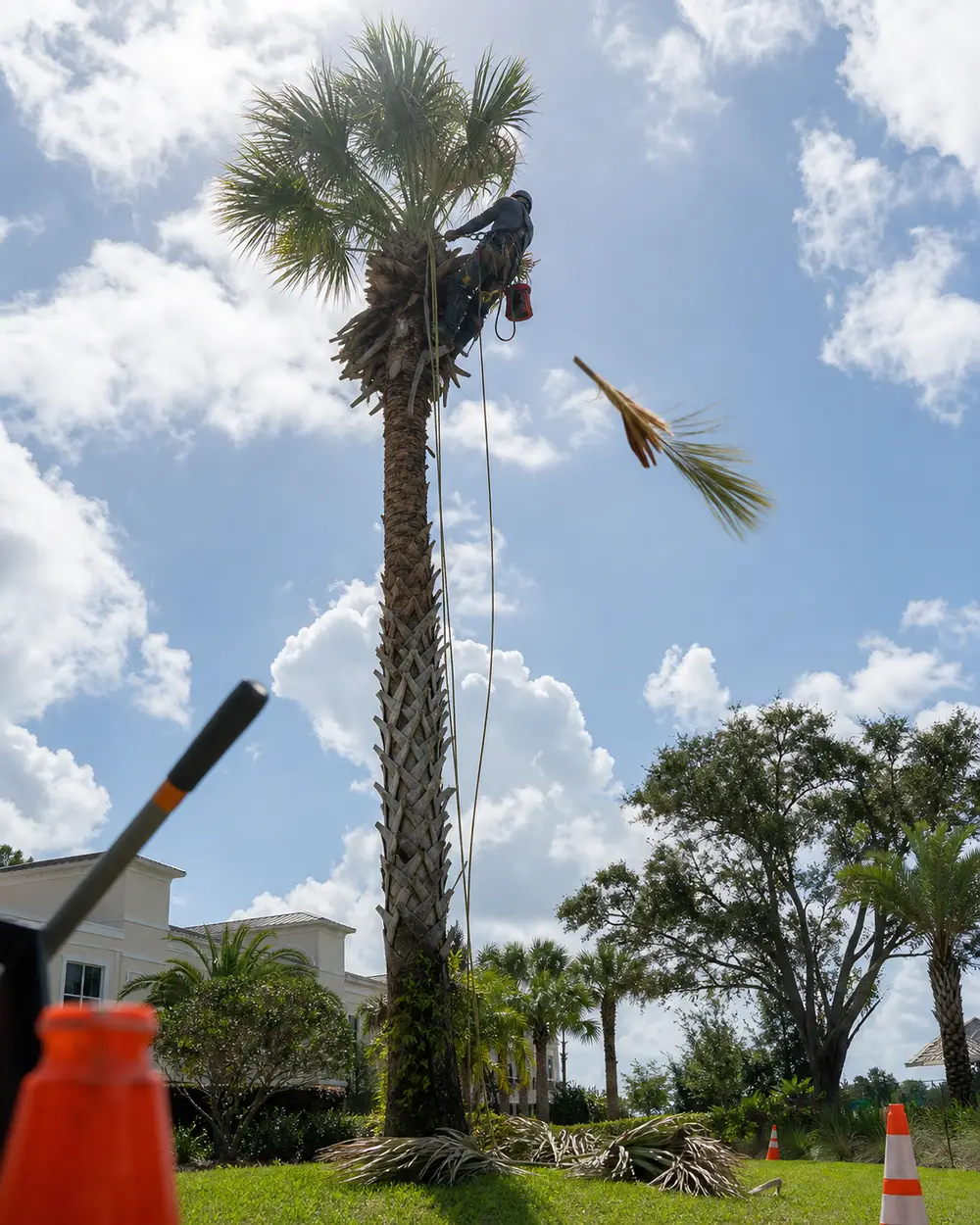 Palm & Tree Trimming in Sarasota, FL